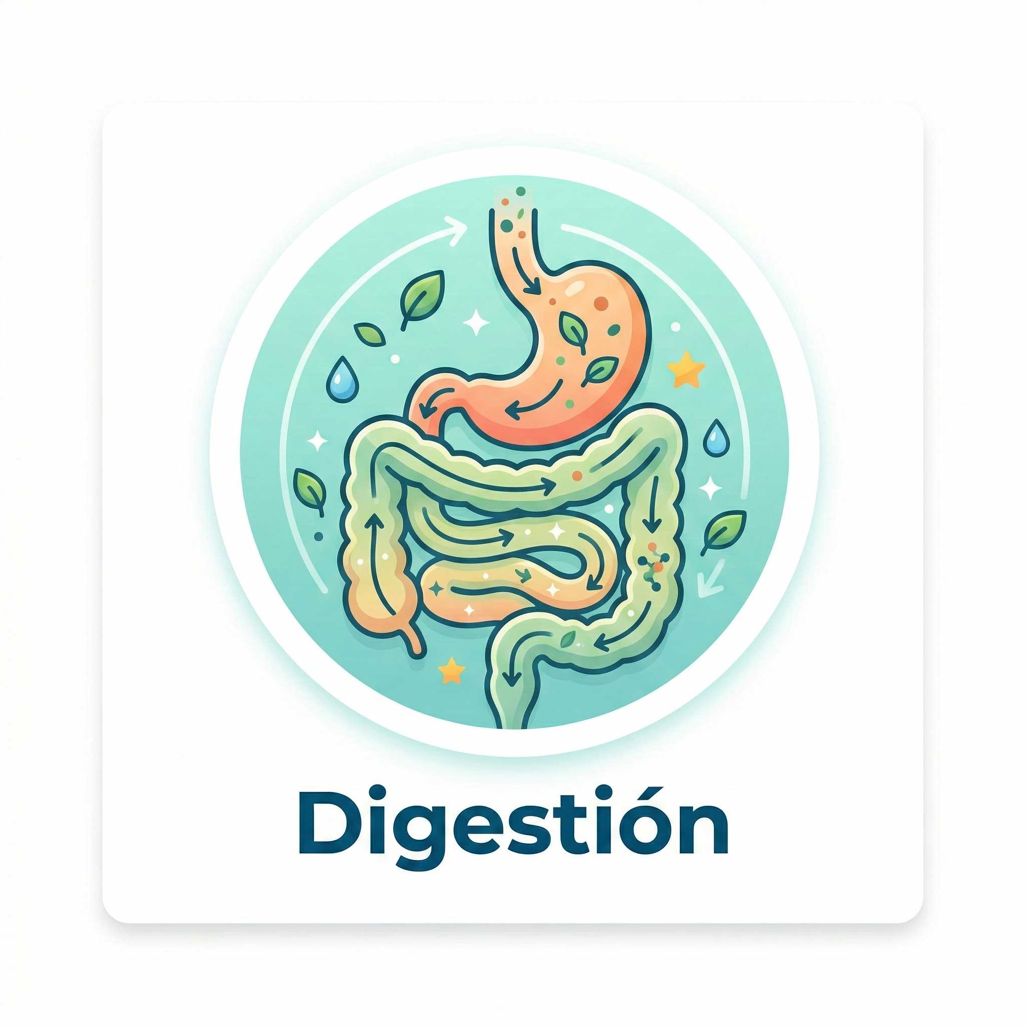 Digestión